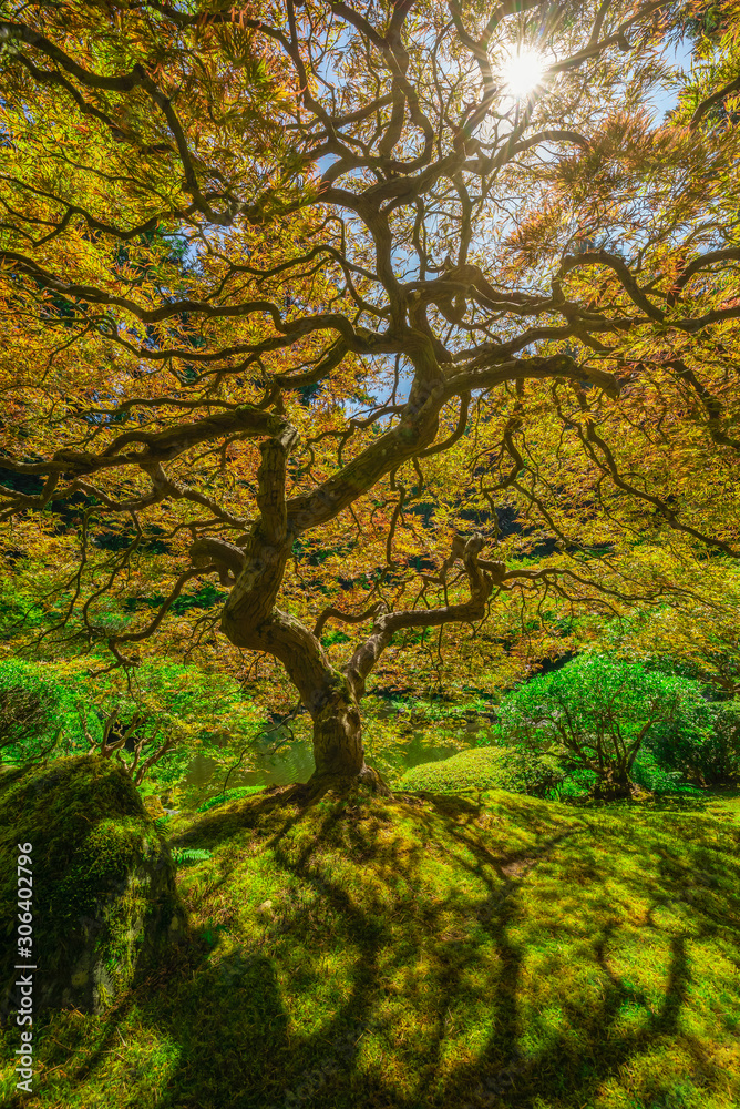 Sunshine through the Japanese Maple Tree in Portland, Oregon Sunshine through the Japanese Maple Tree in Portland, Oregon