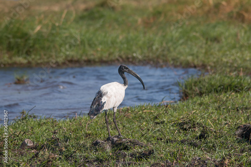 African sacred ibis foraging at the banks of chobe river, Botswana, Africa