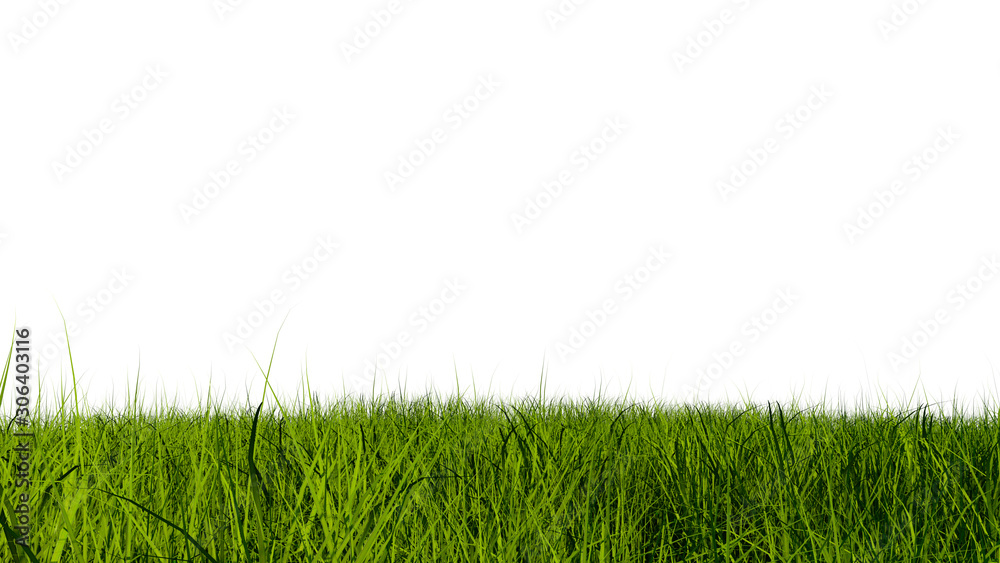 Close-up view of green grass and white background in daylight Close-up view of green grass and white background in daylight