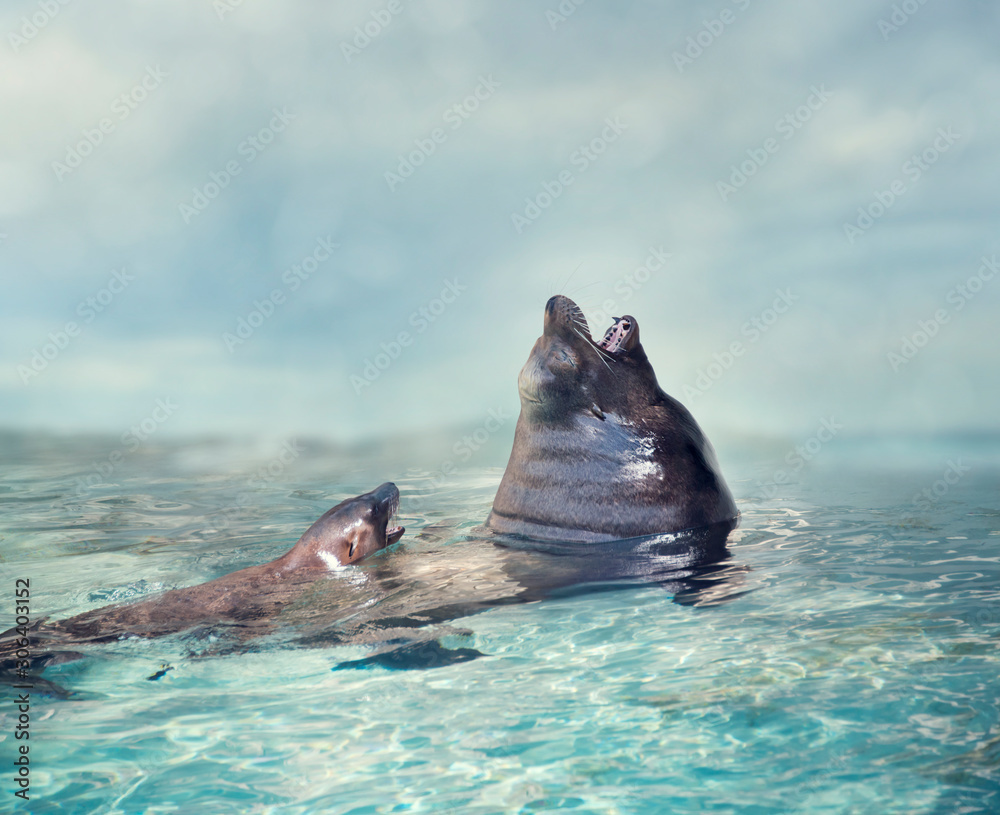 Fototapeta premium Sea lions baby and mom