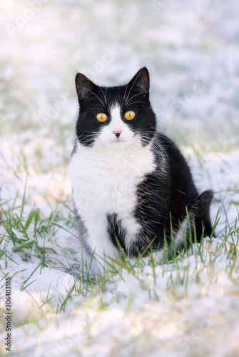 A tuxedo pattern black and white cat, European Shorthair, sitting in a snow covered meadow on a winter day, Germany