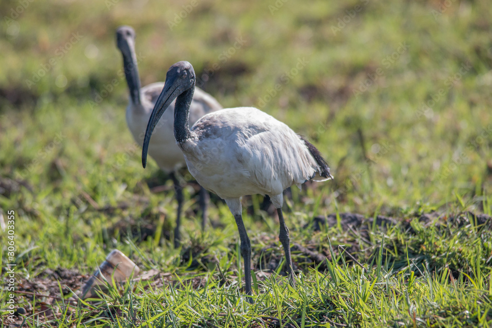 Obraz premium African sacred ibis foraging at the banks of chobe river, Botswana, Africa