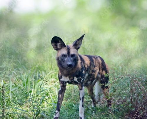 African wild dog