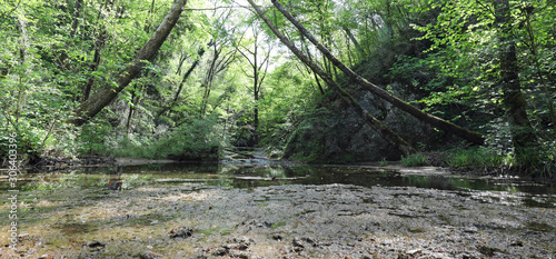 Fototapeta Naklejka Na Ścianę i Meble -  jungle and river with many plants