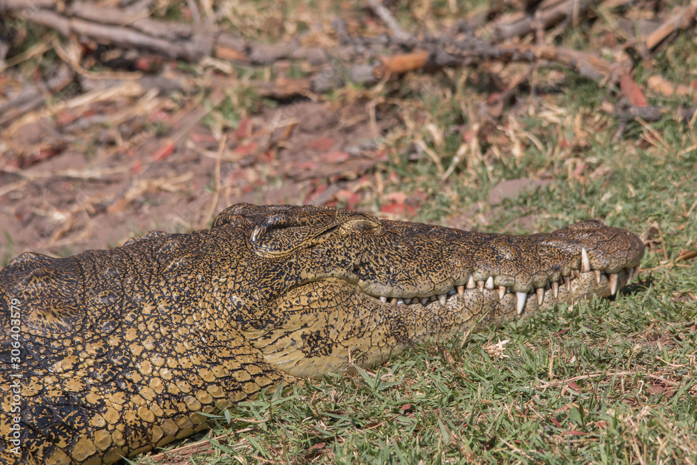Fototapeta premium Nile crocodile at the chobe river, Botswana, Africa