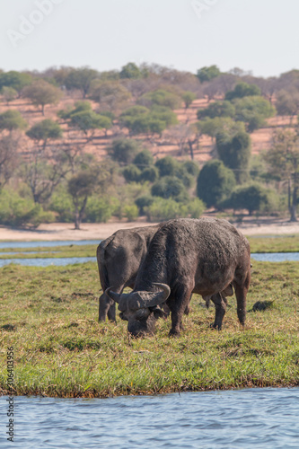 African buffalo at banks of chobe river  Botswana  Africa