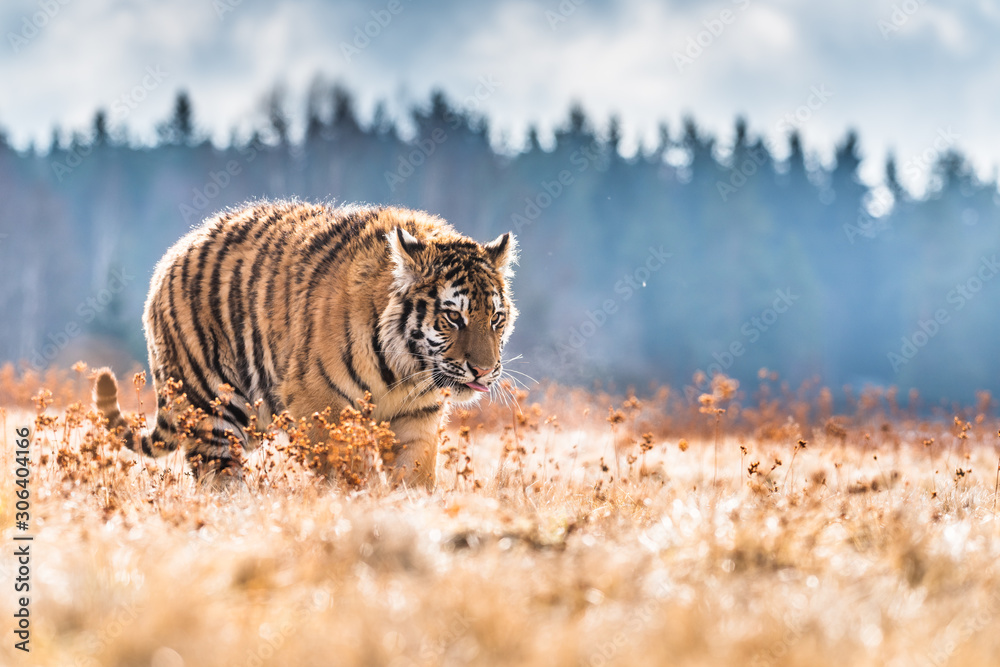 Obraz premium Siberian Tiger running. Beautiful, dynamic and powerful photo of this majestic animal. Set in environment typical for this amazing animal. Birches and meadows