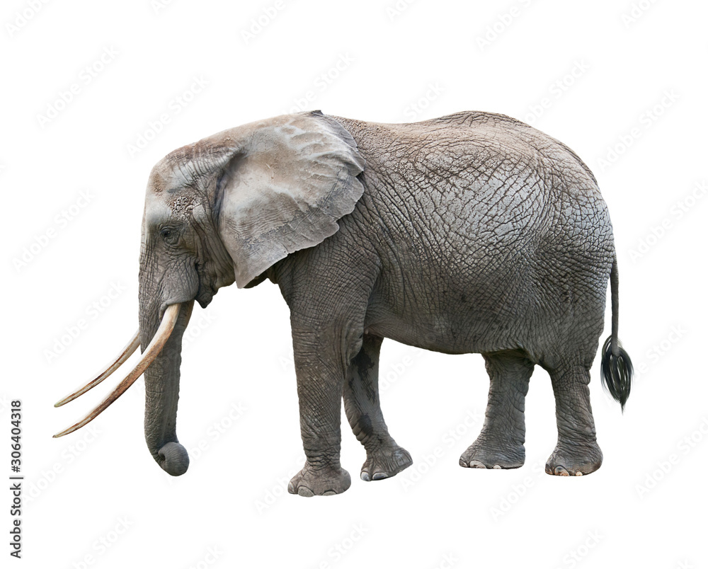African Elephant  on white background