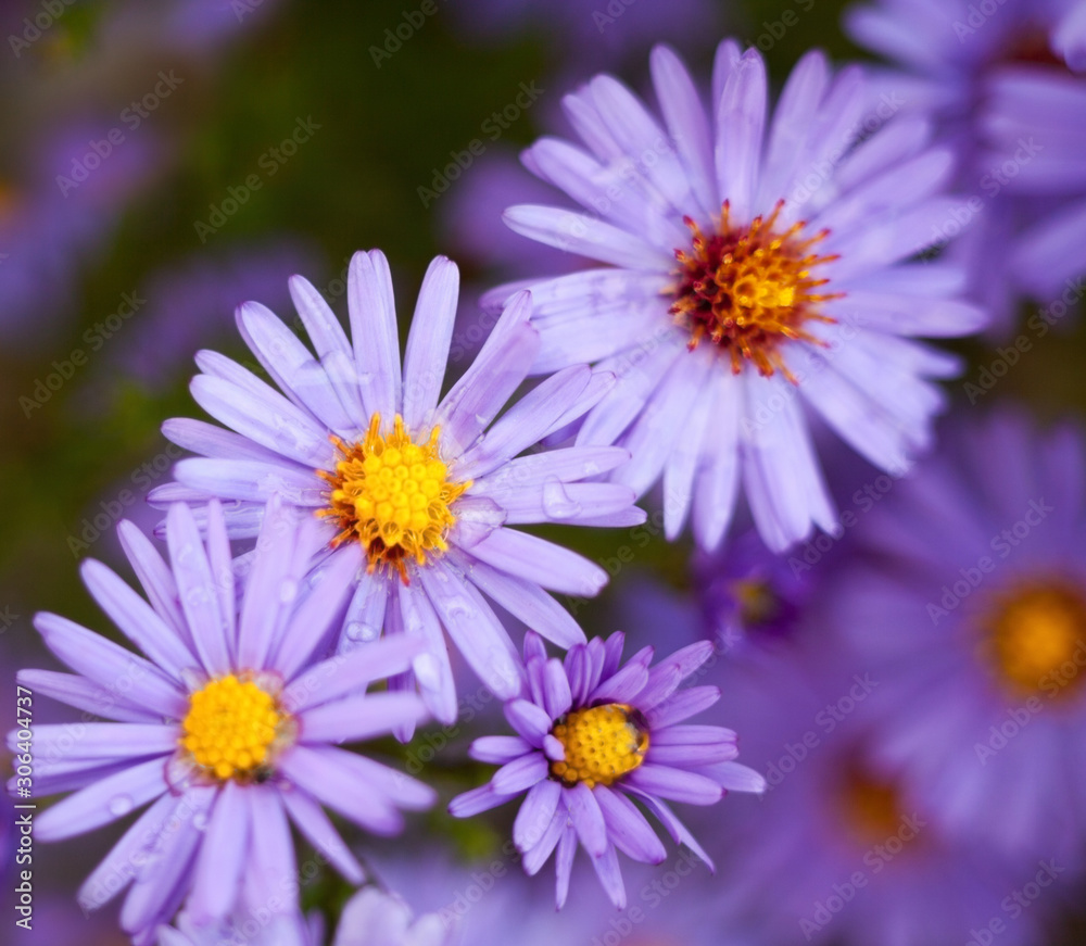 Blue aster flowers. Blue aster flowers.