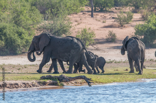 Elephants at the chobe river  Botswana  Africa