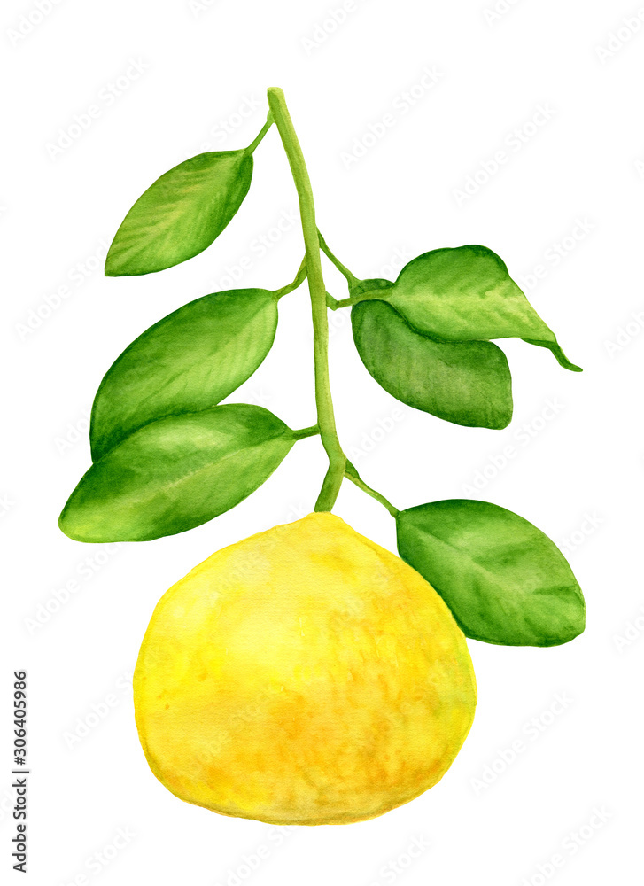 Watercolor lemon with branch and leaves. Hand drawn plant isolated on white background. Botanical illustration for design and decoration, cards, wrapping.