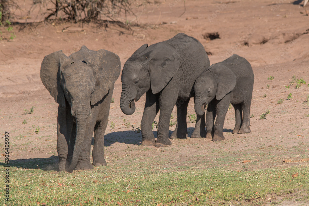 Fototapeta premium Słonie nad rzeką chobe, Botswana, Afryka