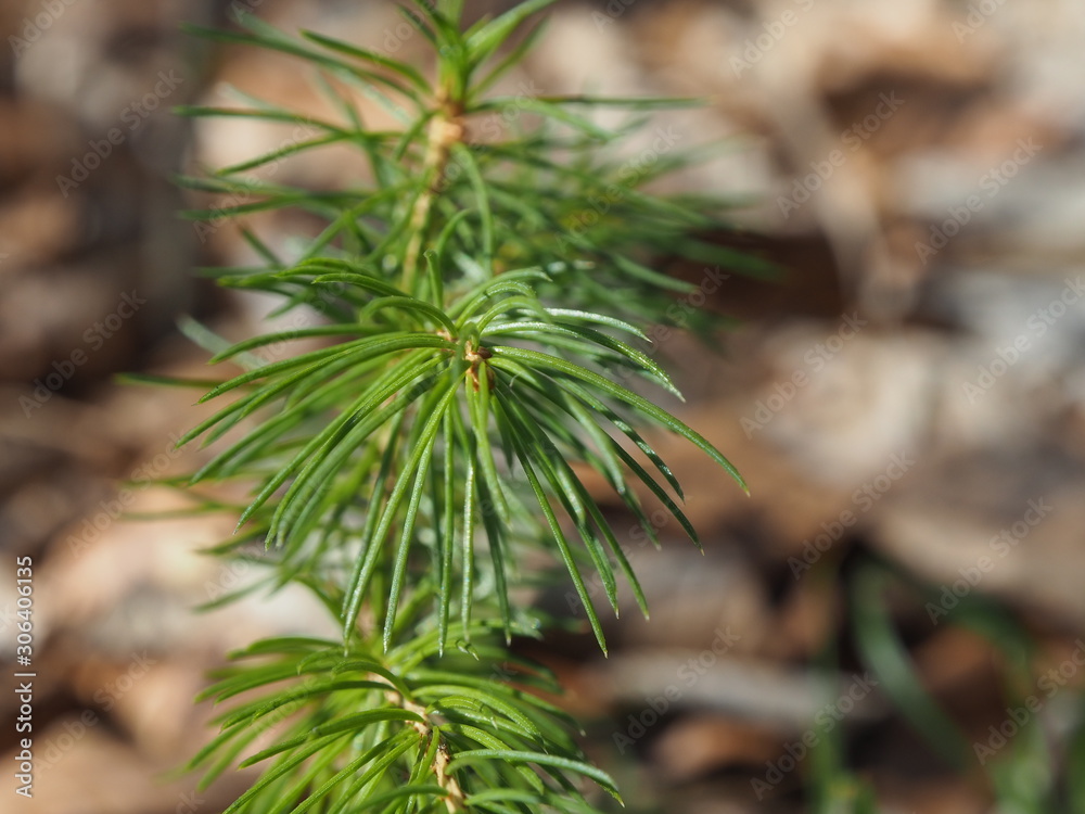 branch of a tree