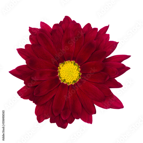 A reddish isolated flower on white background