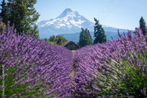 Lavender Valley farm and Hood Mountain in Oregon