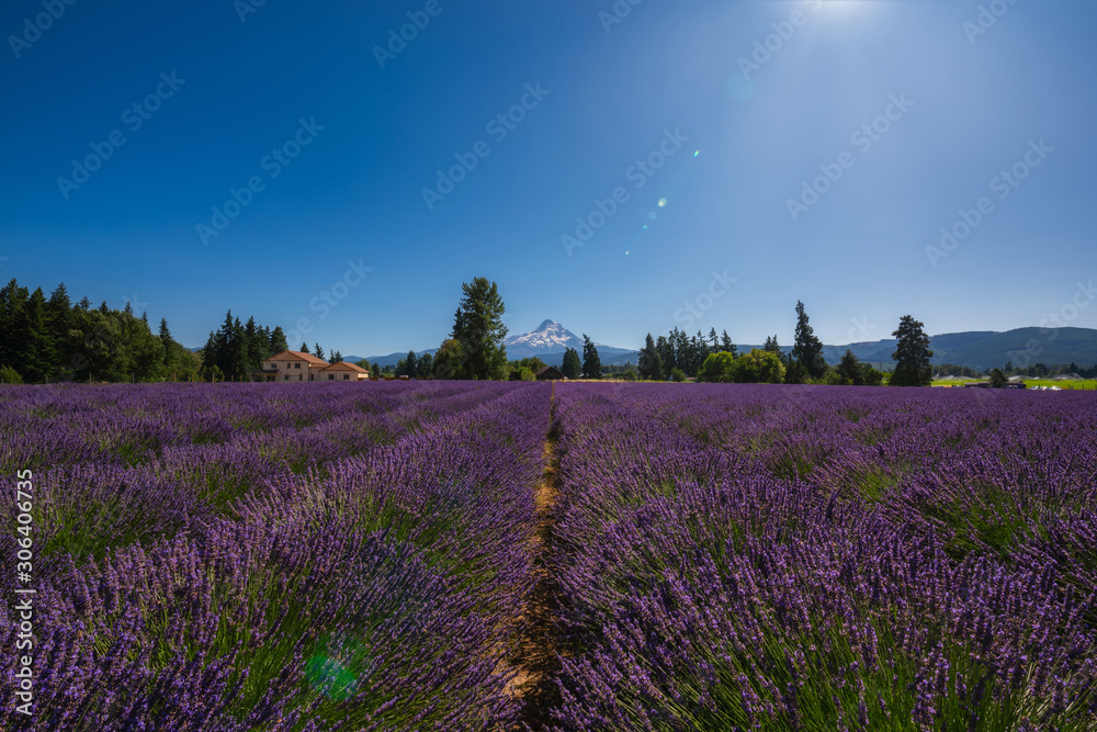 Naklejka premium Rows of Lavender leading towards Mount Hood in Oregon