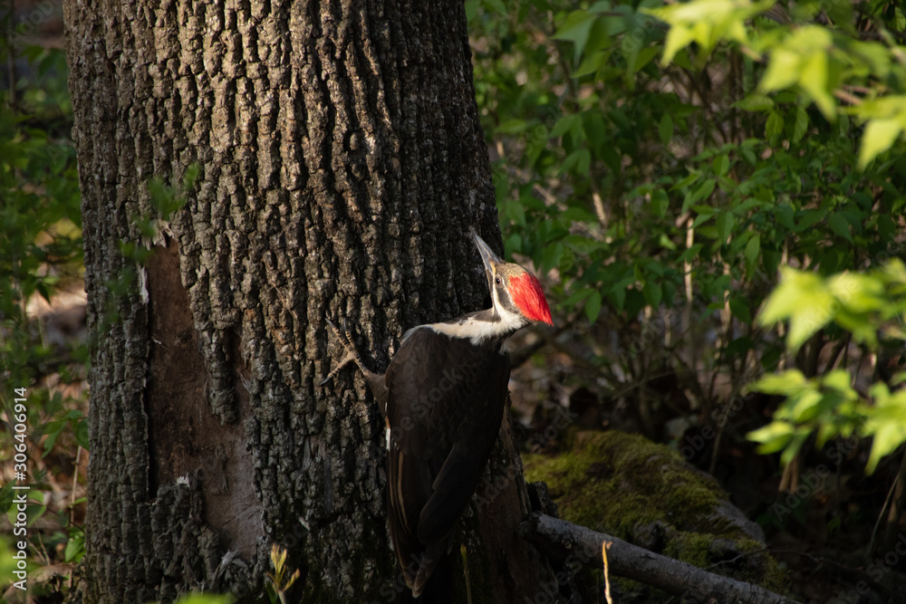 Pileated woodpecker