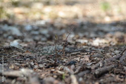 ants on anthill © Василь Федорів