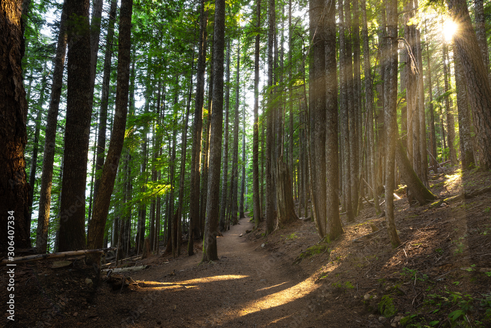 Obraz premium Sunshine through trees while hiking around Lost Lake