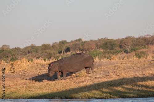Hippopotamus at the chobe riverfront, Botswana, Africa
