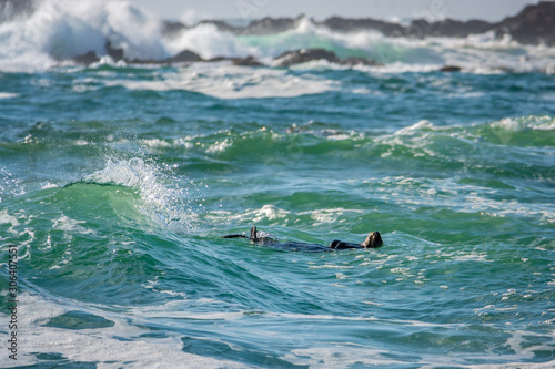 A Southern Sea Otter (Enhydra lutris) floats on her back in the rough, choppy surf, in the waters of the Monterey Bay, California, off of the beach at Carmel by the Sea, near Pebble Beach. 