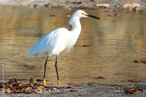 A Snowy Egret (Egretta thula) in full breeding plumage wades in shallow water of a tide pool at the beach in Carmel by the Sea, along the Monterey Bay of the central coast of California. 