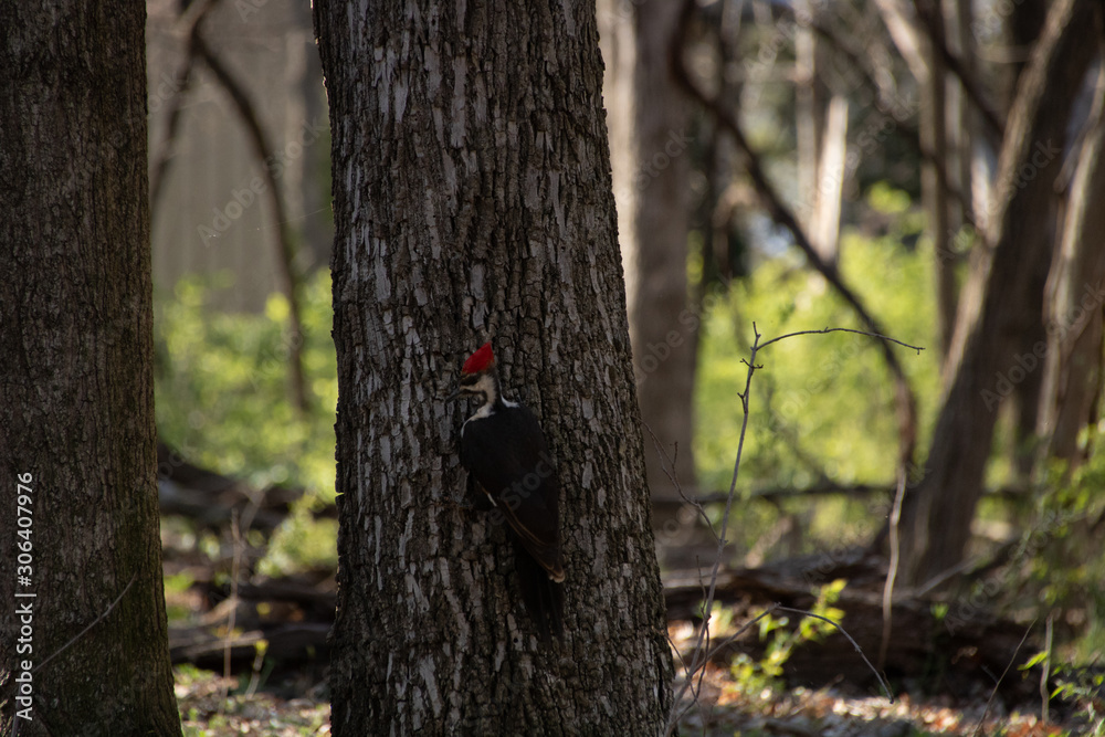 Pileated woodpecker