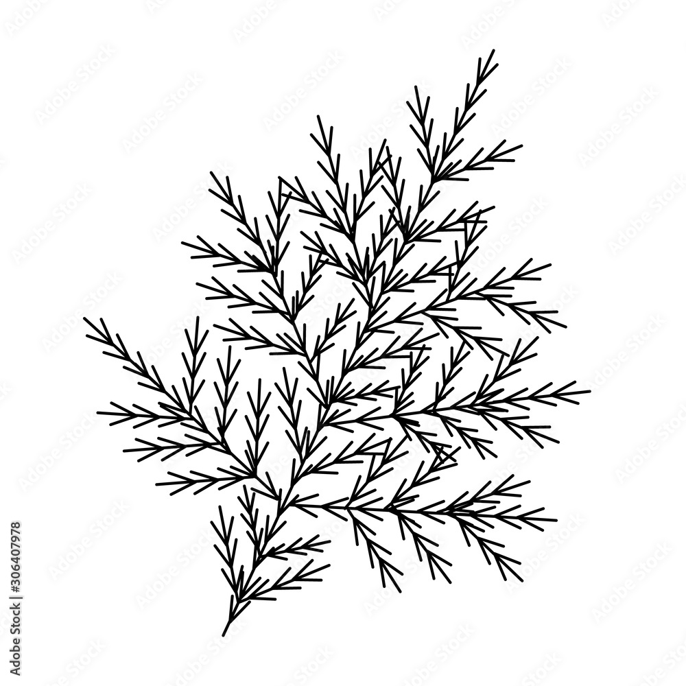 Fototapeta Christmas tree branch