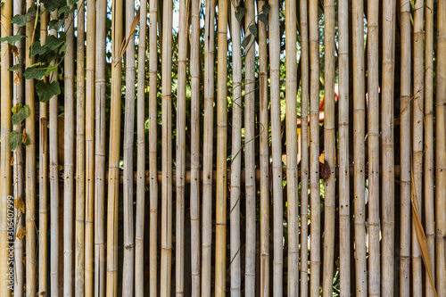 bamboo fence with greens for background in tropical country