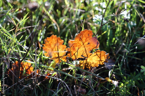 i colori delle foglie di questo autunno