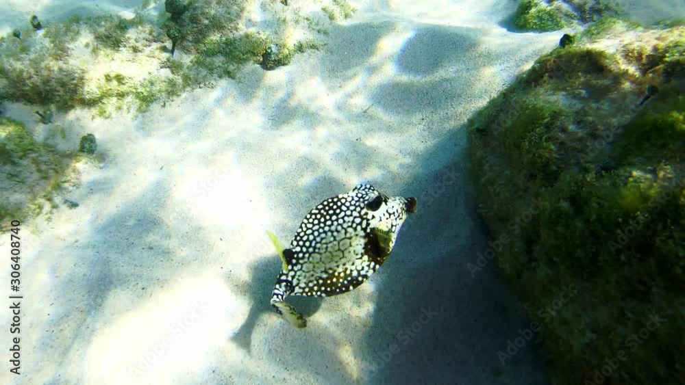 Boxfish Smooth trunkfish (Rhinesomus triqueter or Lactophrys triqueter) filmed in the caribbean sea, 4k Boxfish Smooth trunkfish (Rhinesomus triqueter or Lactophrys triqueter) filmed in the caribbean sea, 4k