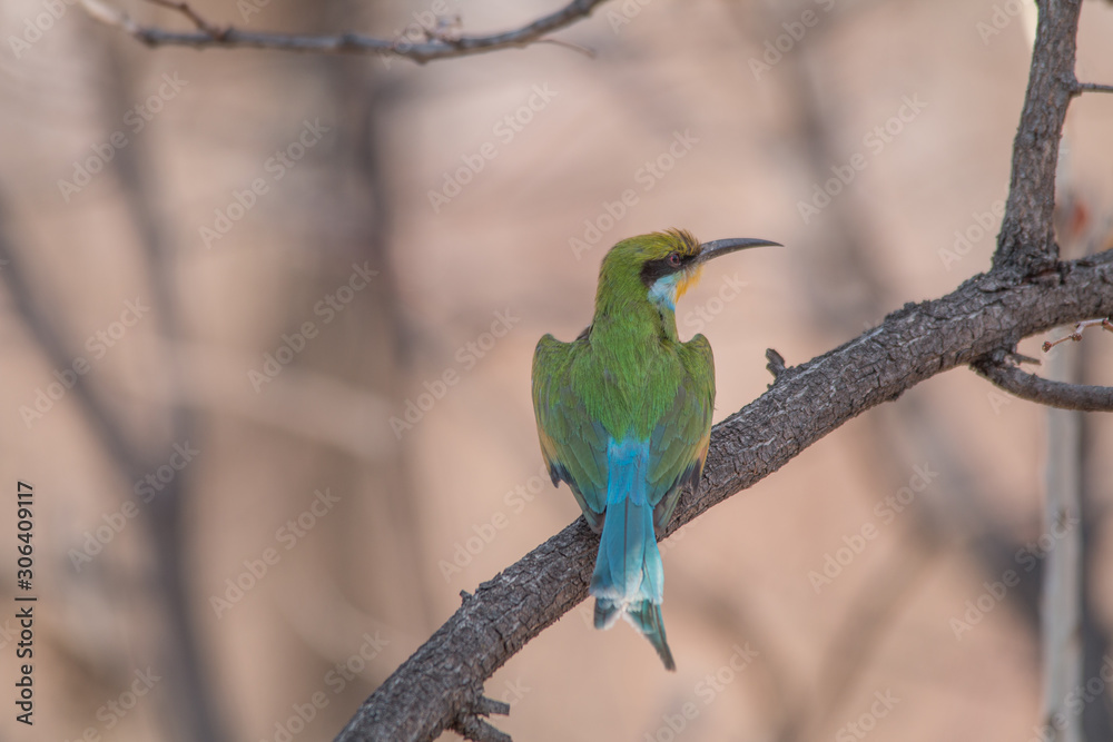 Little bee eater on a branch, Chobe national park, Botswana, Africa Little bee eater on a branch, Chobe national park, Botswana, Africa