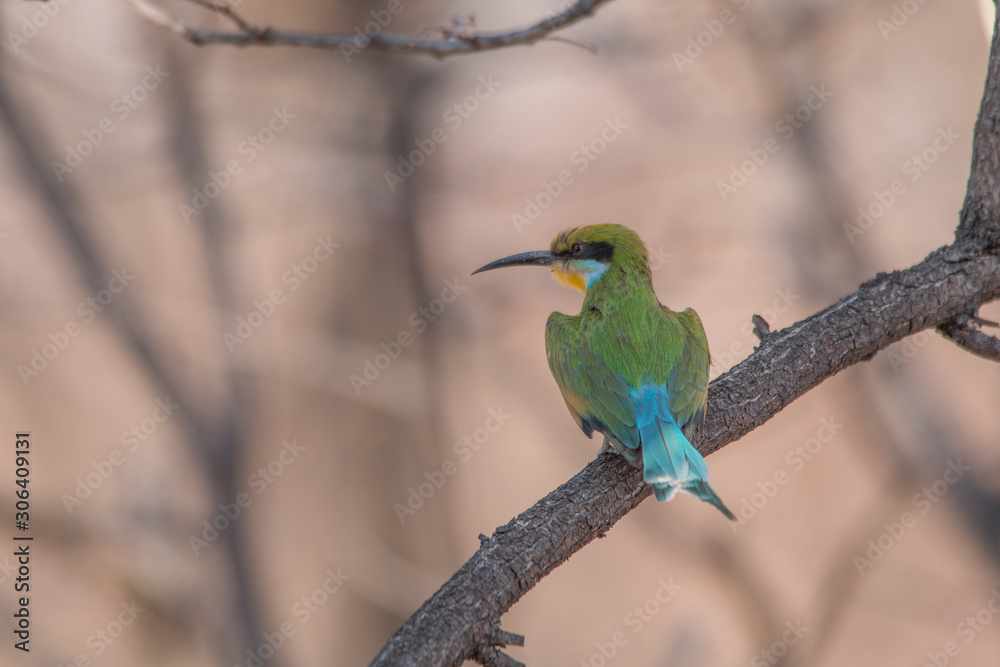 Obraz premium Little bee eater on a branch, Chobe national park, Botswana, Africa
