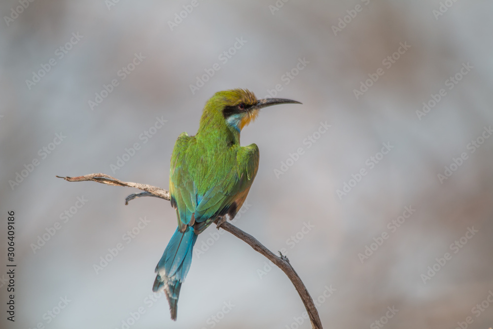 Little bee eater on a branch, Chobe national park, Botswana, Africa