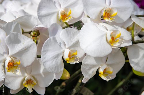 Fototapeta Naklejka Na Ścianę i Meble -  White orchid branch, botanical garden photo closeup. Tropical botanical garden photo closeup.