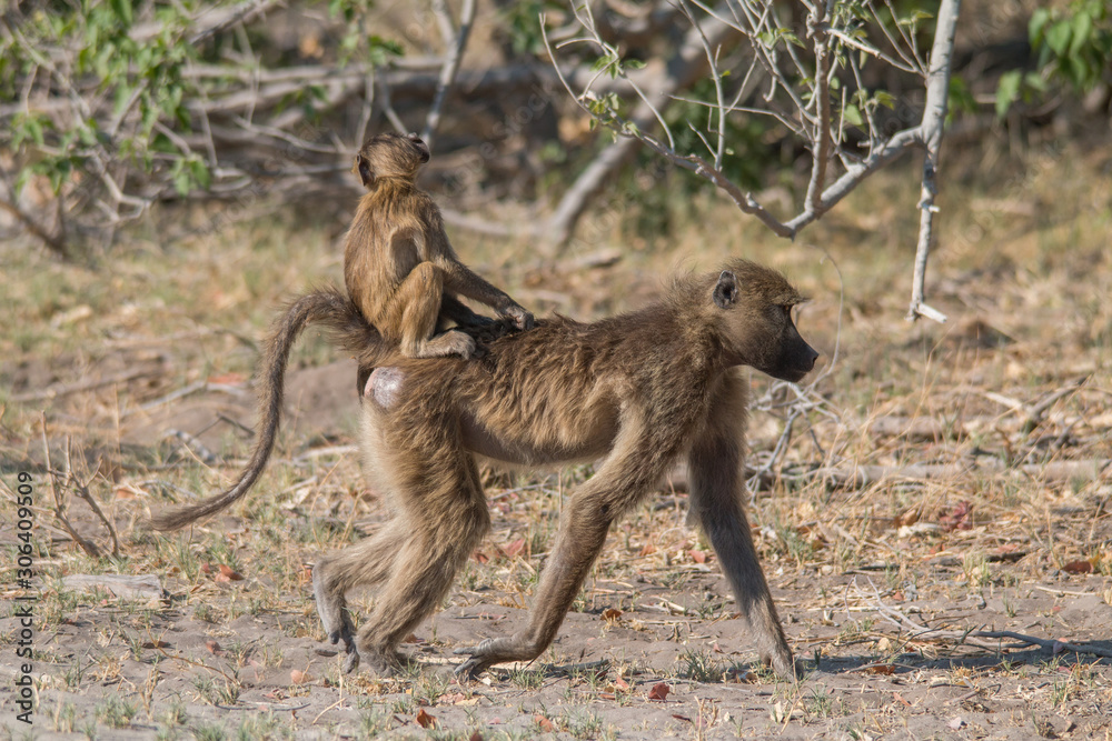 Chacma baboon walking around, Moremi game reserve, Botswana, Africa Chacma baboon walking around, Moremi game reserve, Botswana, Africa