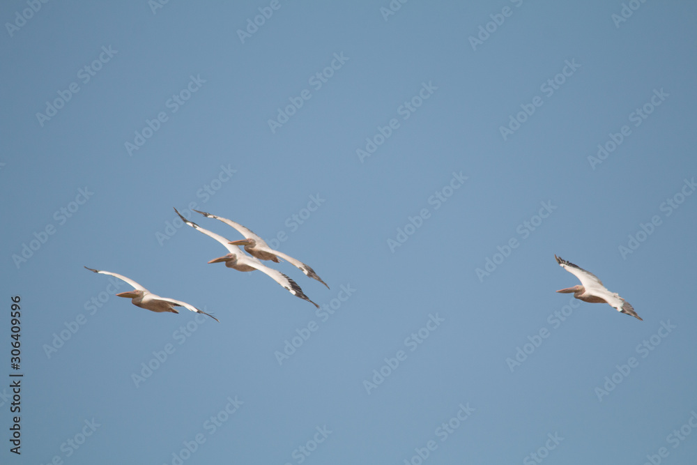 Great white pelican in the moremi game reserve, Botswana, Africa