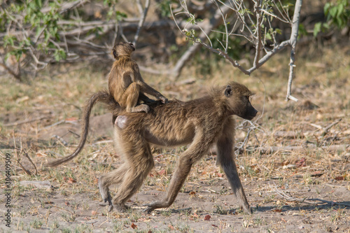 Chacma baboon walking around, Moremi game reserve, Botswana, Africa