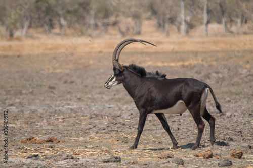 Sable antelope in the plains, Moremi game reserve, Botswana, Africa