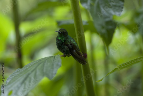 Colibri
