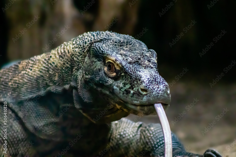 Obraz premium Kammodo dragon on the prowl. Calgary Zoo, Calgary, Alberta, Canada