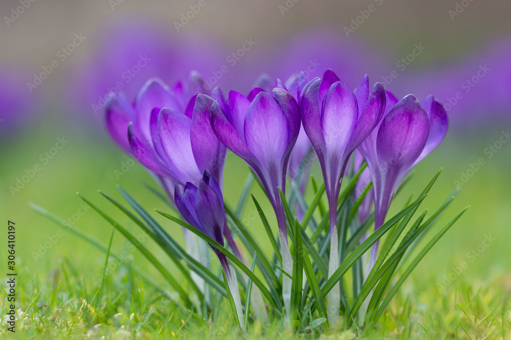 Jolies fleurs de crocus mauves Jolies fleurs de crocus mauves