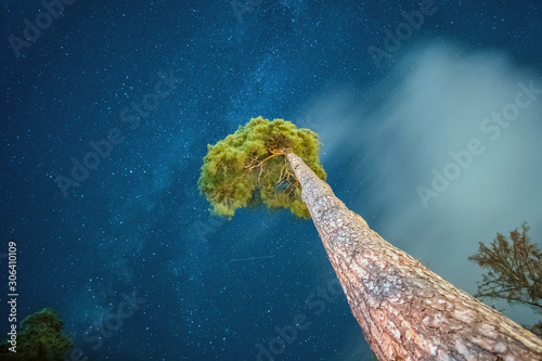 Canvas Print Pine tree with starry sky backgraund