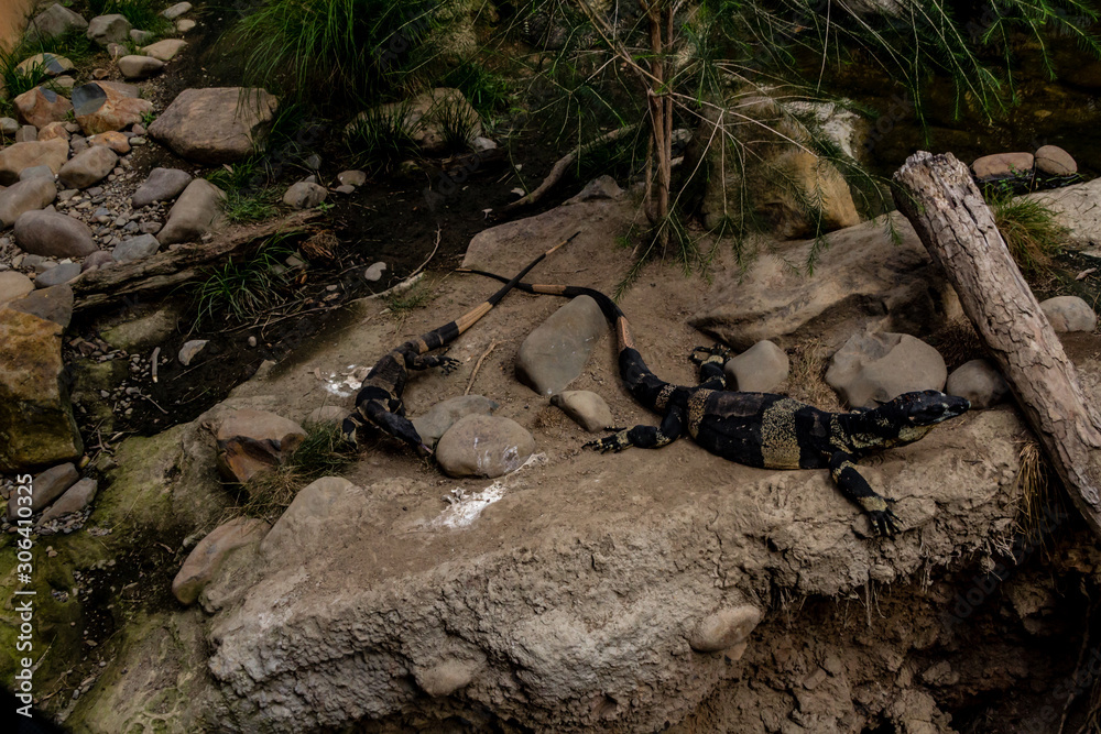 Lace monitor lizard catches some sun. Auckalnd Zoo, Auckland, New Zealand Lace monitor lizard catches some sun. Auckalnd Zoo, Auckland, New Zealand