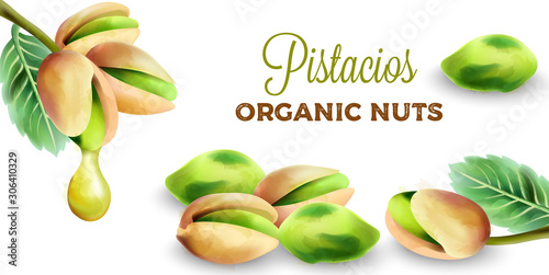 Pistachio green seeds with dripping oil. Organic nuts vector