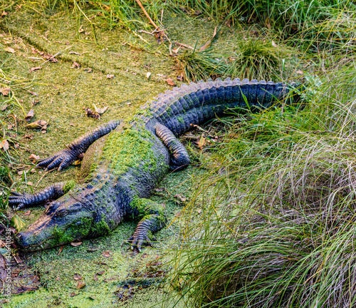 Crocodile relaxes in his compound and grabs some sun. Auckland Zoo, Auckland, New Zealand