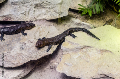 Skinks band together to create a safe harbour. Auckalnd Zoo, Auckland, New Zealand photo