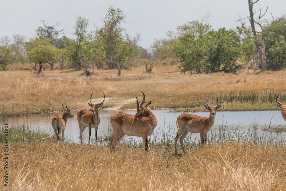 Southern reedbuck in the floodplains of Okavango delta, Moremi game reserve, Botswana, Africa Southern reedbuck in the floodplains of Okavango delta, Moremi game reserve, Botswana, Africa