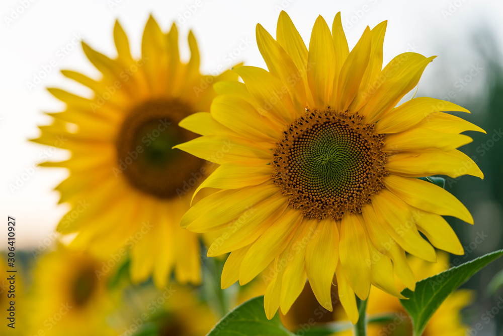 Blooming sunflowers at sunset.