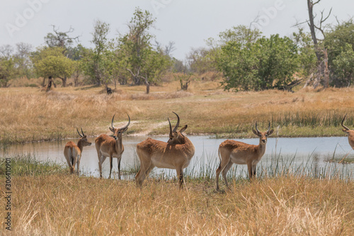 Southern reedbuck in the floodplains of Okavango delta, Moremi game reserve, Botswana, Africa